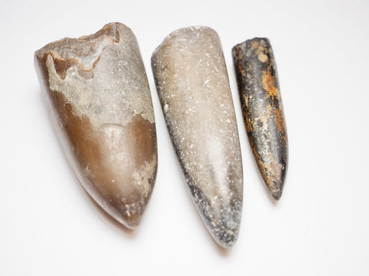 3 Belemnite Specimens