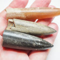 3 Belemnite Specimens