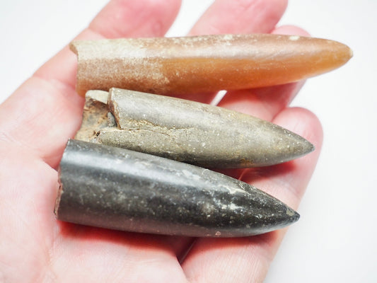 3 Belemnite Specimens
