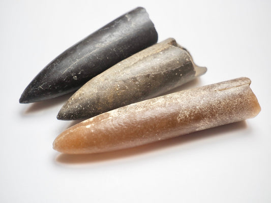 3 Belemnite Specimens