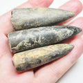 3 Belemnite Specimens