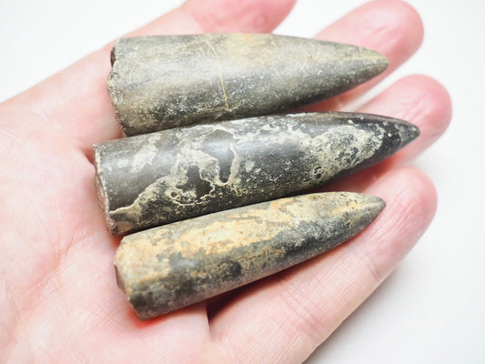 3 Belemnite Specimens