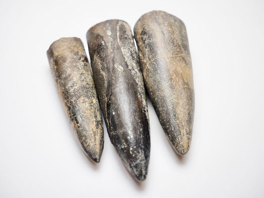 3 Belemnite Specimens