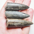 3 Belemnite Specimens
