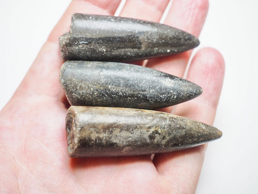 3 Belemnite Specimens