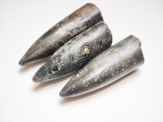 3 Belemnite Specimens