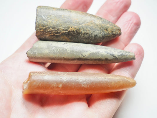 3 Belemnite Specimens