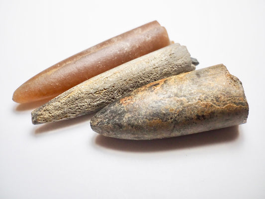 3 Belemnite Specimens