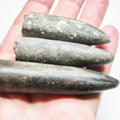 3 Belemnite Specimens