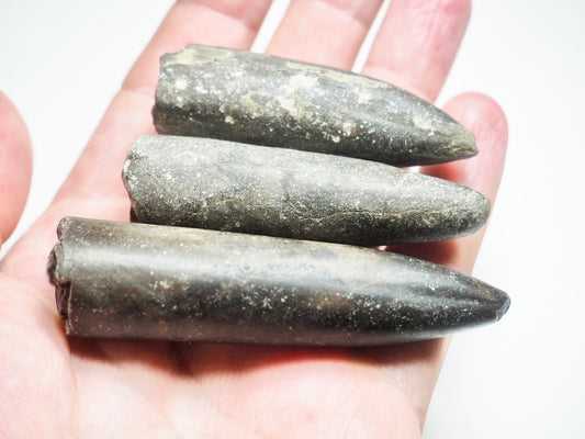 3 Belemnite Specimens
