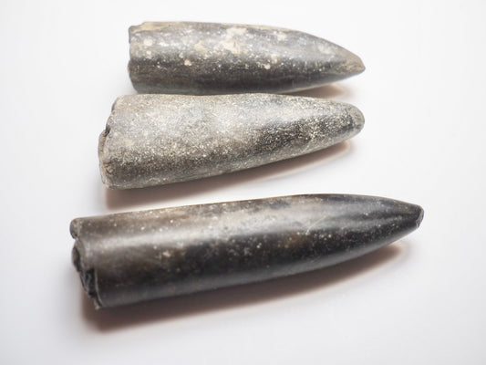 3 Belemnite Specimens