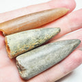 3 Belemnite Specimens