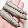 3 Belemnite Specimens