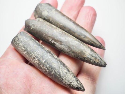 3 Belemnite Specimens
