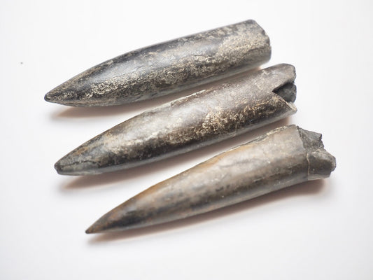3 Belemnite Specimens