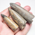 3 Belemnite Specimens