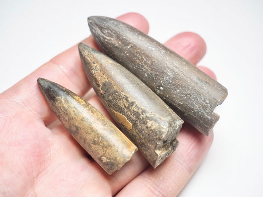 3 Belemnite Specimens