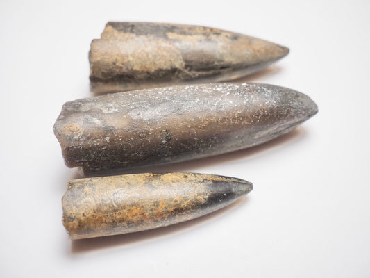 3 Belemnite Specimens