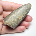 Belemnite Specimen