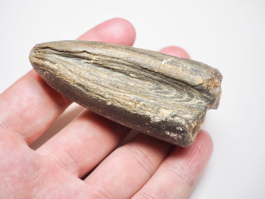 Belemnite Specimen