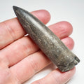 Belemnite Specimen