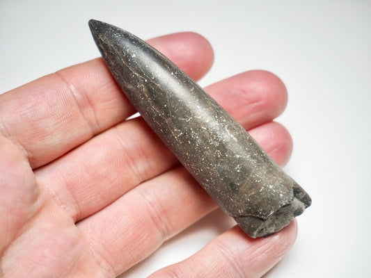 Belemnite Specimen