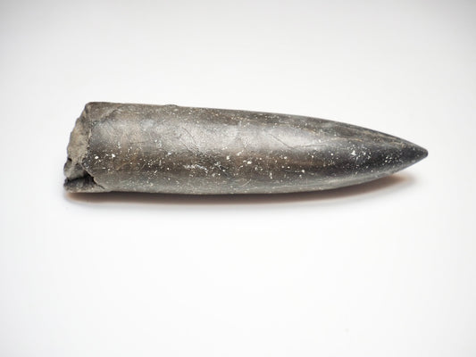 Belemnite Specimen