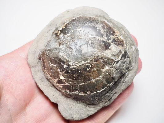 Belemnite Phragmocone