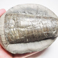 Belemnite Phragmocone