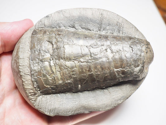 Belemnite Phragmocone