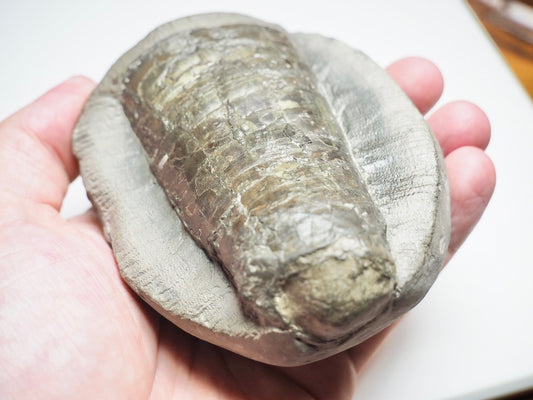 Belemnite Phragmocone