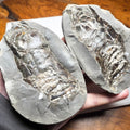 Belemnite Phragmocone POS/NEG