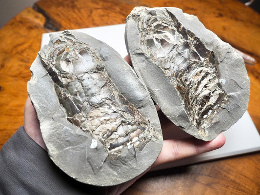 Belemnite Phragmocone POS/NEG