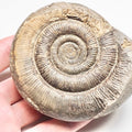 Whitby Dactylioceras Ammonite Fossil – Yorkshire Coast Jurassic Tenuicostatum