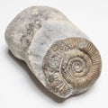 Whitby Dactylioceras Ammonite Fossil – Yorkshire Coast Jurassic