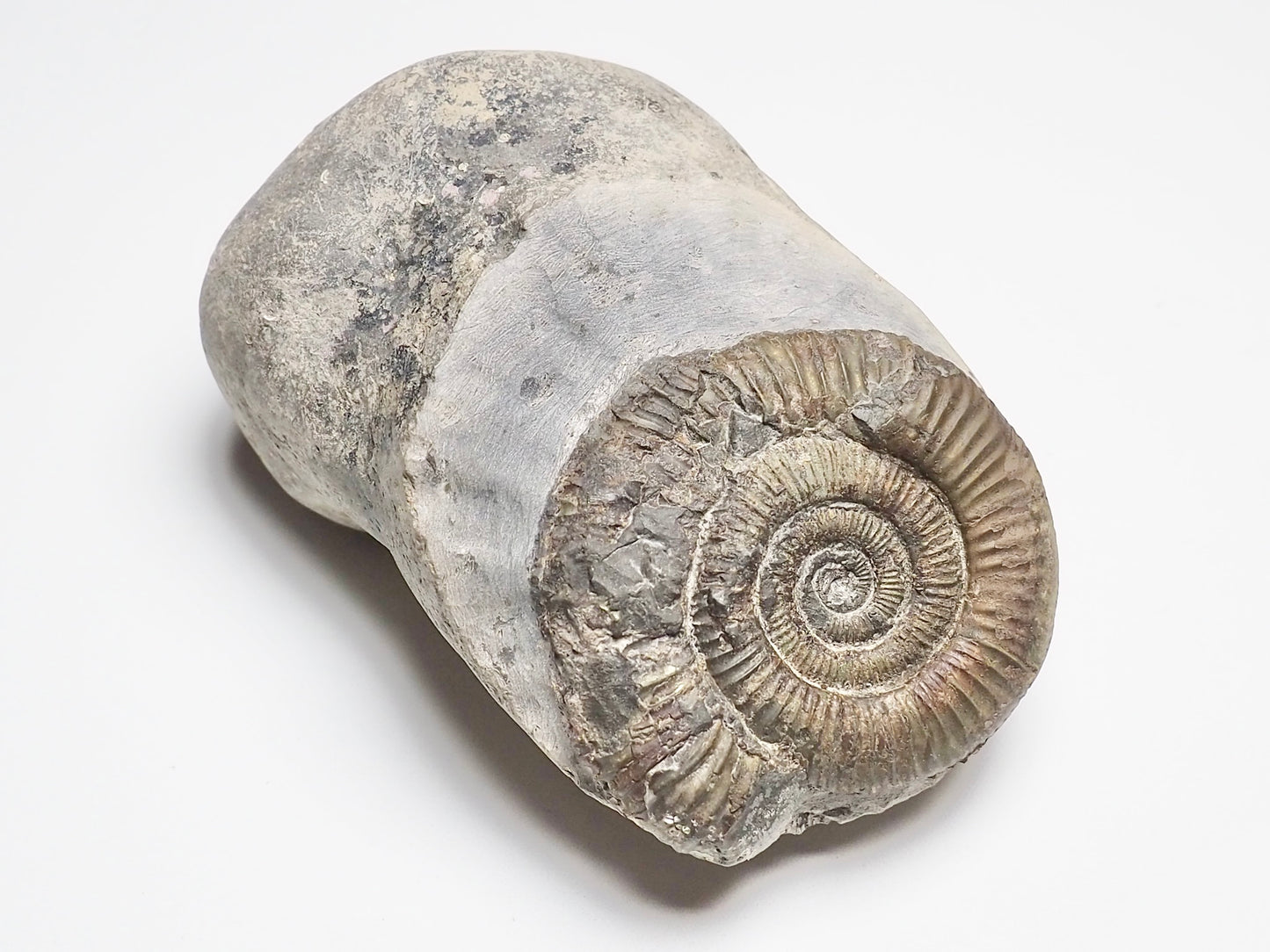 Dactylioceras Ammonite