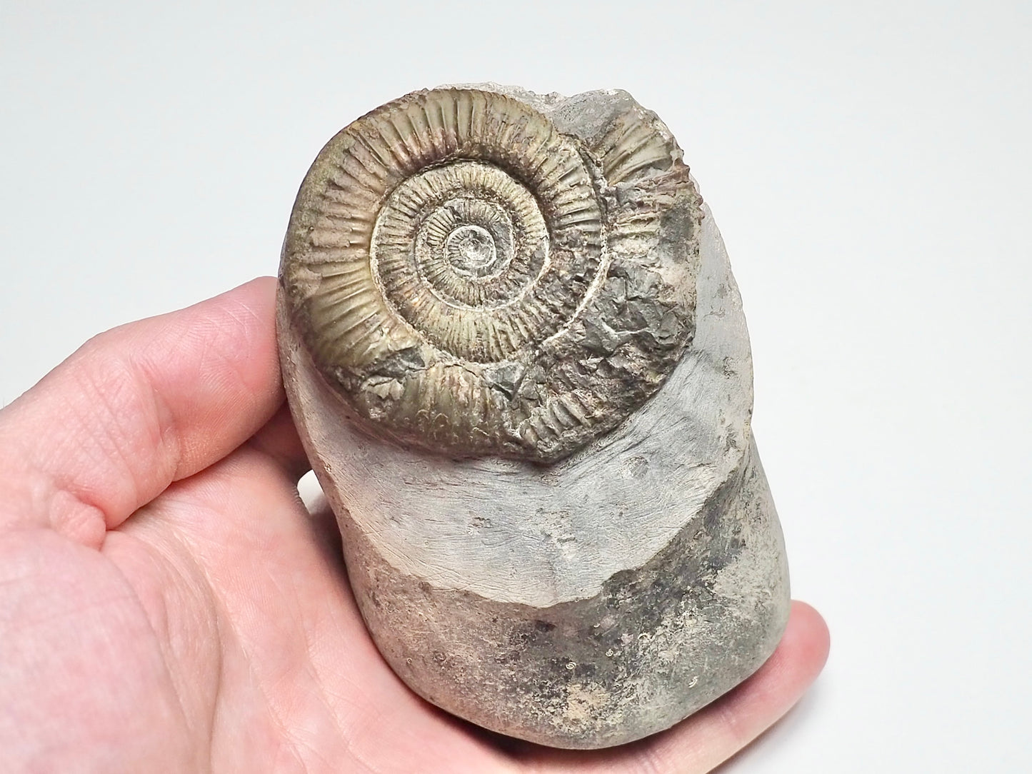 Dactylioceras Ammonite