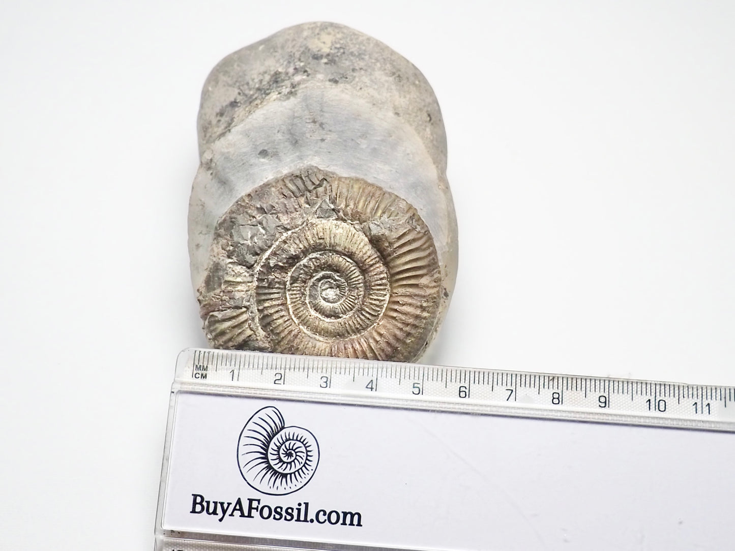 Dactylioceras Ammonite