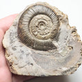 Semicelatum Dactylioceras Ammonite Fossil for Sale – Whitby Yorkshire Coast Jurassic