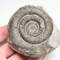 Tenuicostatum Dactylioceras Ammonite Fossil for Sale – Whitby Yorkshire Coast Jurassic