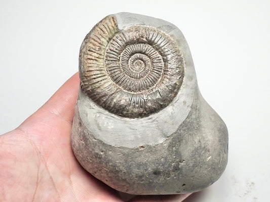 Dactylioceras Ammonite