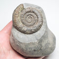 Dactylioceras Ammonite Fossil for Sale – Whitby Yorkshire Coast Jurassic