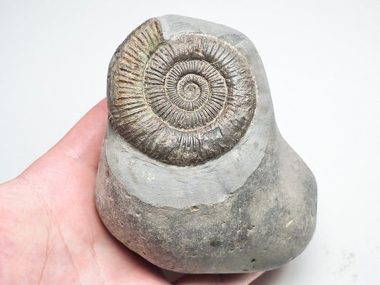 Dactylioceras Ammonite