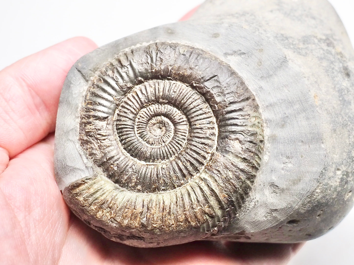 Dactylioceras Ammonite