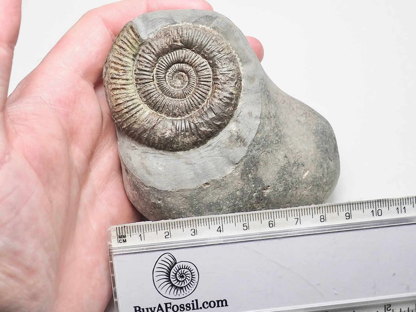 Dactylioceras Ammonite