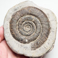 Tenuicostatum Dactylioceras Ammonite Fossil for Sale – Whitby Yorkshire Coast Jurassic