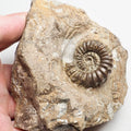 Androgynoceras Ammonite – Whitby Jurassic Fossil – Yorkshire Coast