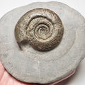Semicelatum Dactylioceras Ammonite Fossil for Sale – Whitby Yorkshire Coast Jurassic