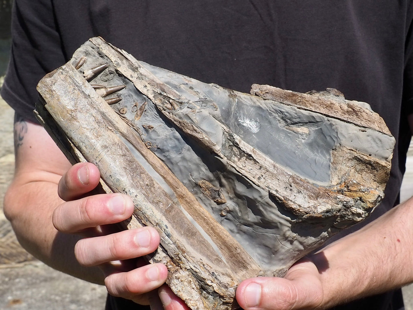 Incredible Ichthyosaur Jaw with Teeth