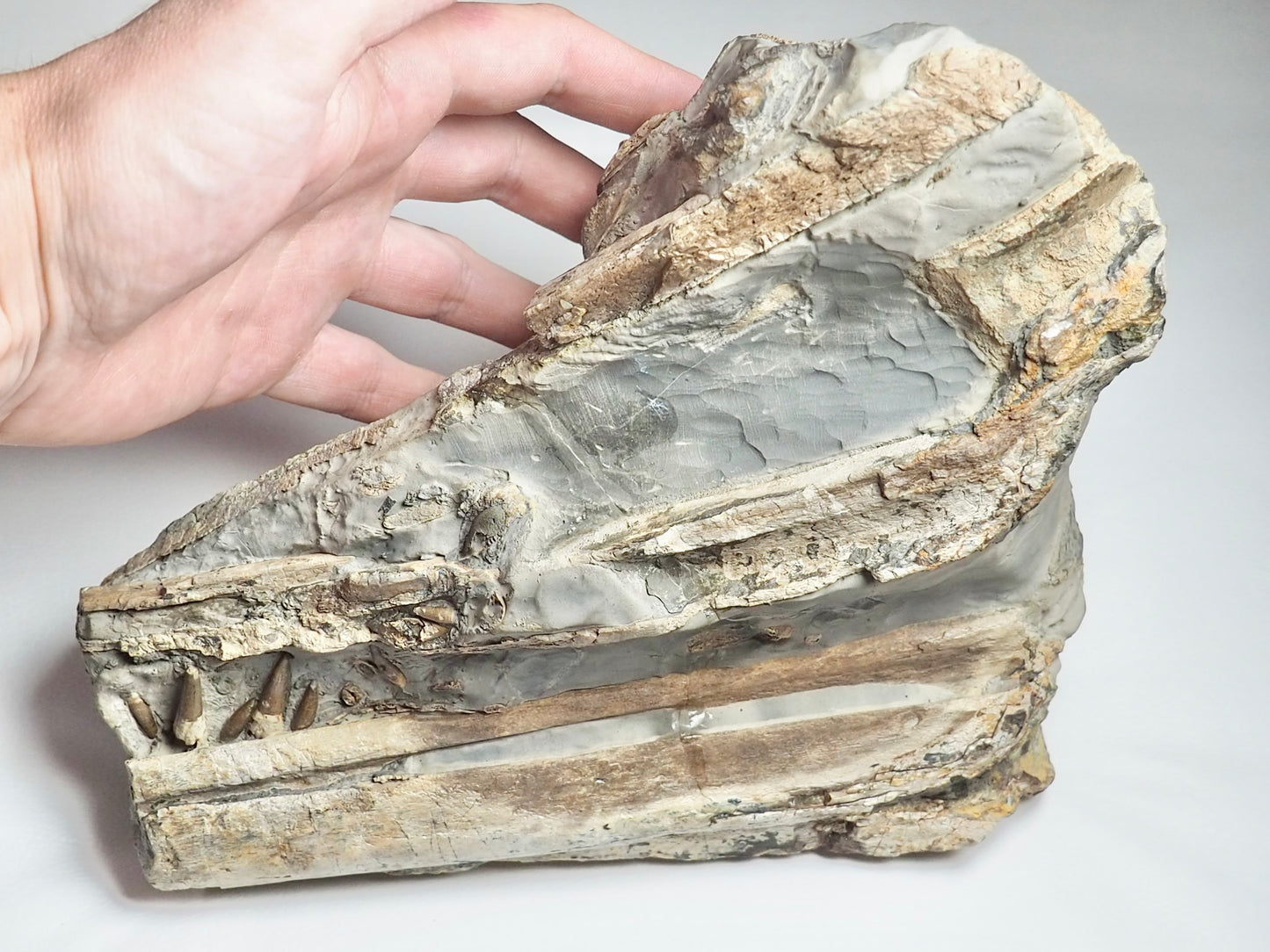 Incredible Ichthyosaur Jaw with Teeth